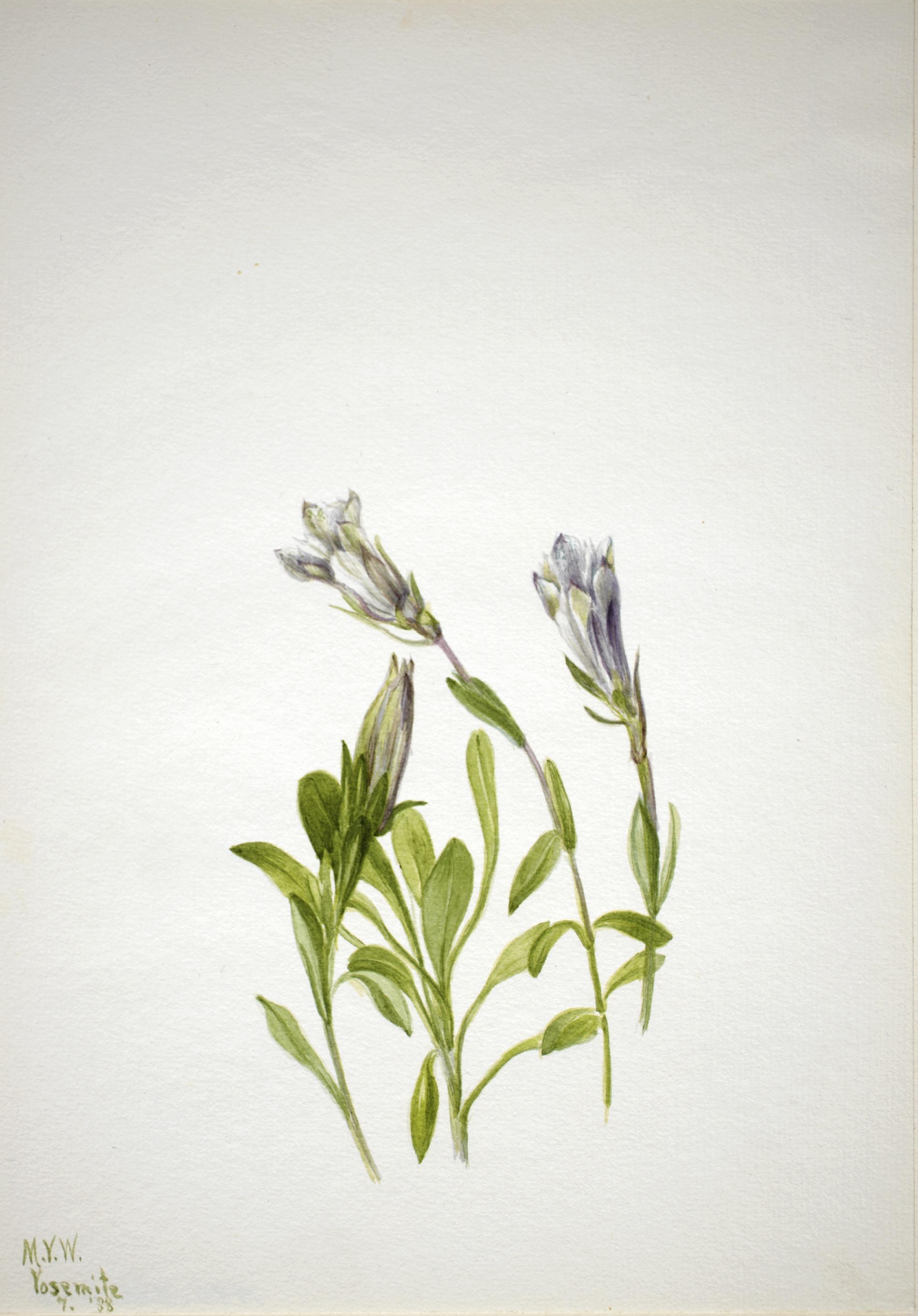 Mary Vaux Walcott, Gentian (Gentiana newberri)