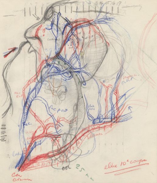J Tinkelenberg, Sketch of the vascular system of the head of an embryo