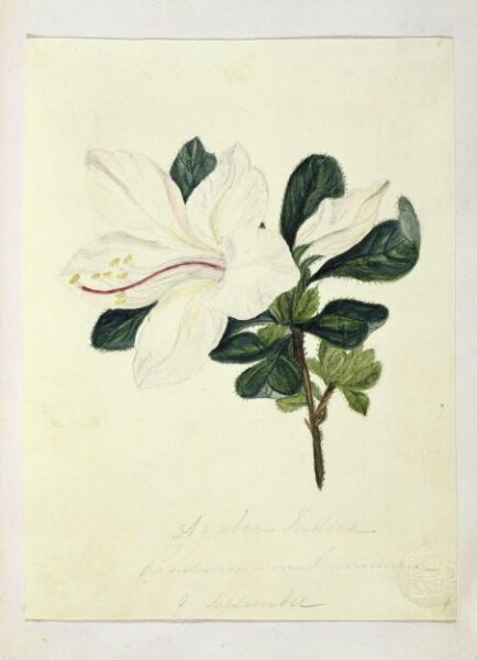 Unknown, Drawing from the Ionides Album