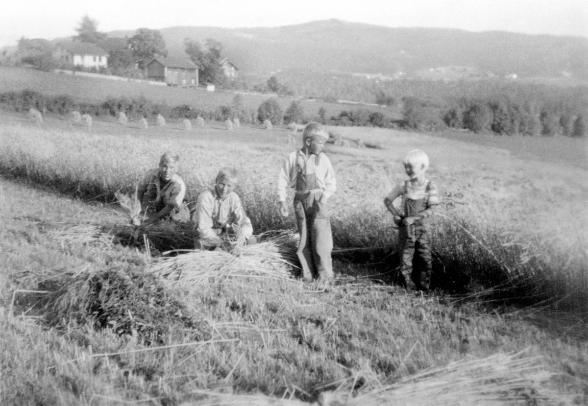 Anno Domkirkeodden, Skuronn i hveteåkeren på Berg østre, Ringsaker. Fire gutter arbeider. Fra venstre er Erik Skjeseth, Steinar Skjeseth, Kolbjørn Skjeseth, Steinar Strømme.