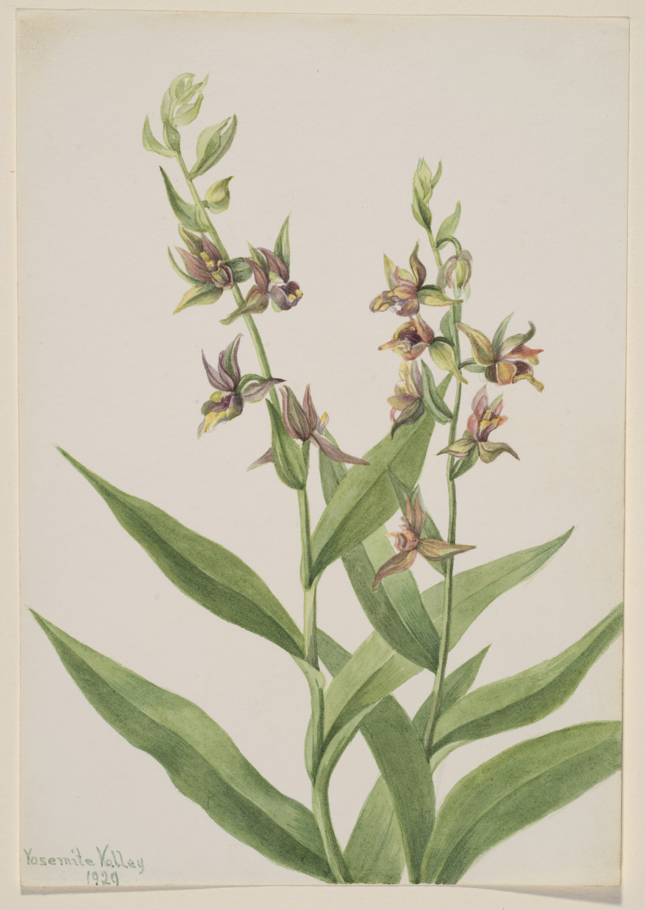 Mary Vaux Walcott, Untitled--Plant Study