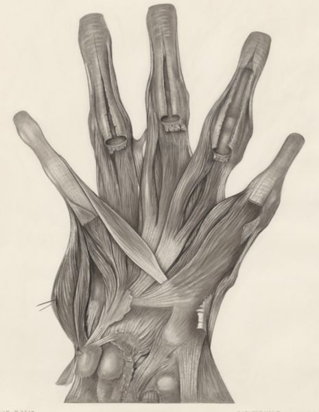 H.G Wetselaar, Muscular tissue of a lizards upper extremities