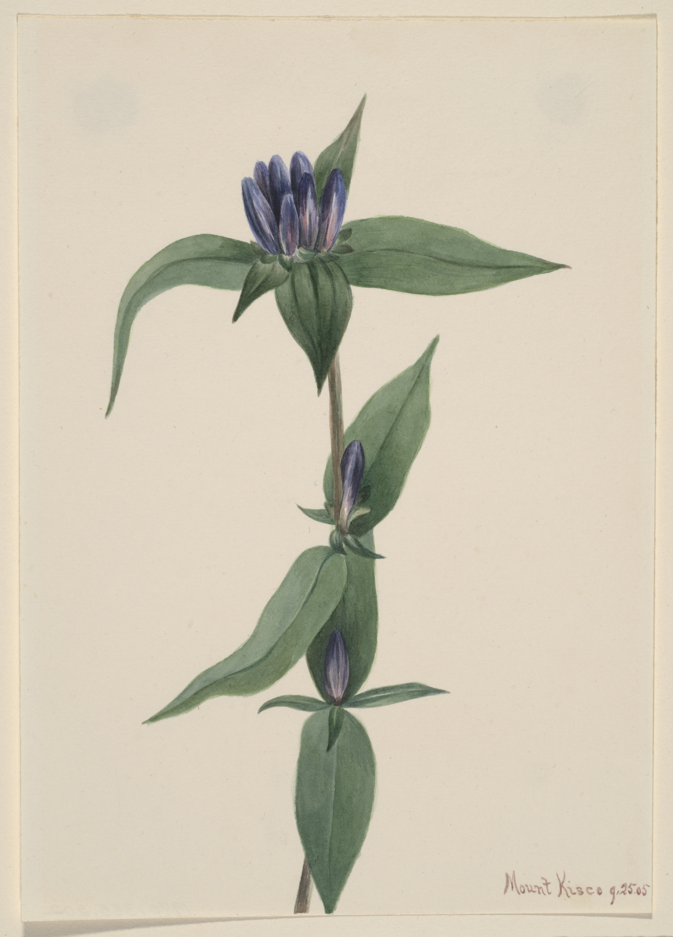 Mary Vaux Walcott, Bottle Gentian (Gentiana saponaria)