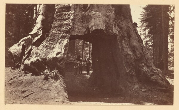 Carleton Watkins, [Dead Giant. Tree Through Which Stage Passes on Road to Yosemite 3089]