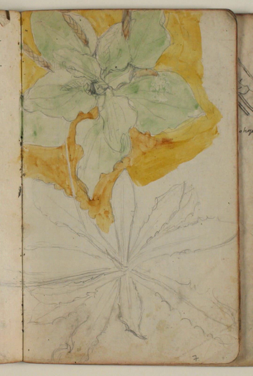 Niels Larsen Stevns, Plantestudier