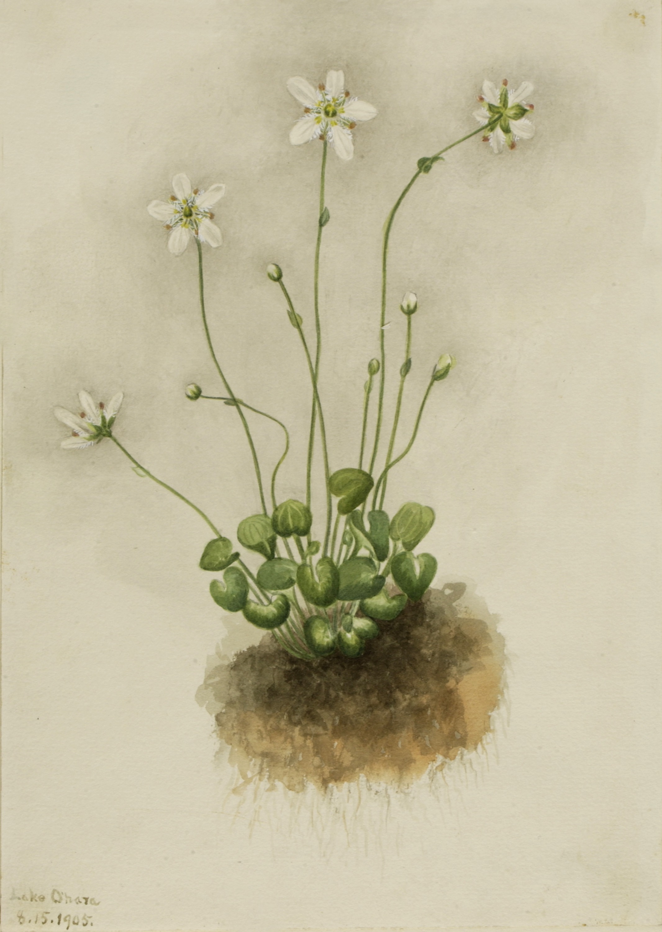 Mary Vaux Walcott, Fringed Parnassia (Parnassia fimbriata)