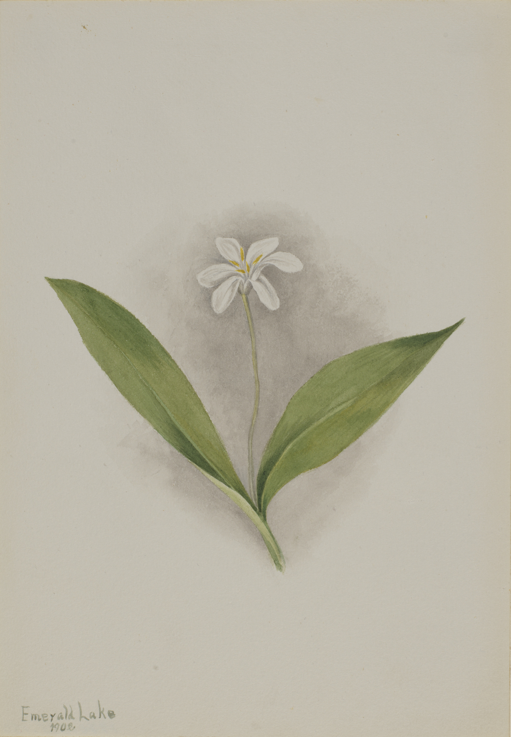 Mary Vaux Walcott, Queencup (Clintonia uniflora)