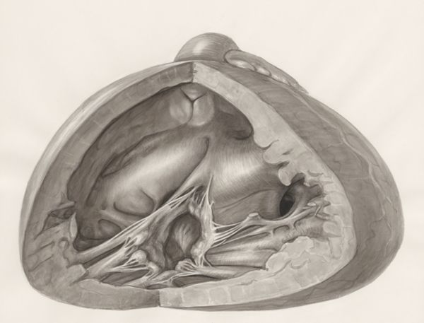 H.G Wetselaar, Heart