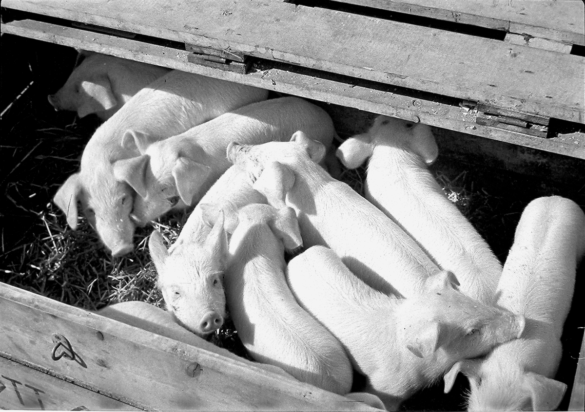 Anders Beer Wilse, Prot: protokoll finnes ikke Register: Statsbanene Leica 1948