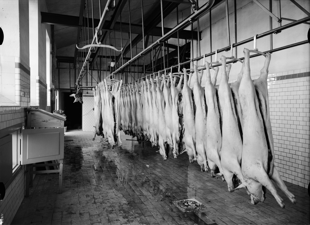 Paul Sandberg, The Swine Slaughterhouse in Stockholm resort’s Slaughterhouse Sales Association’s new slaughterhouse, Sofielundsslak, Bolslak