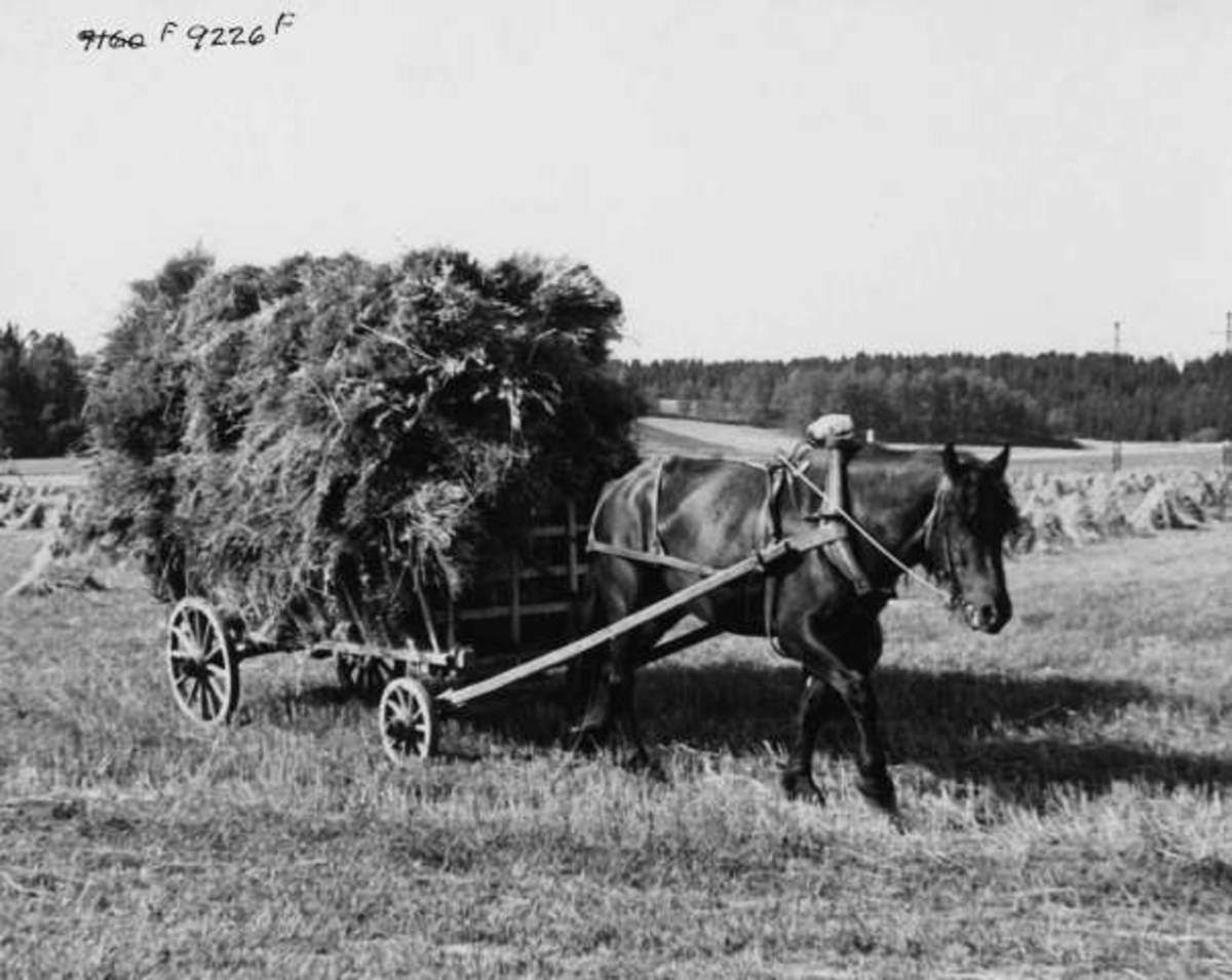 Anders Beer Wilse, -8074
