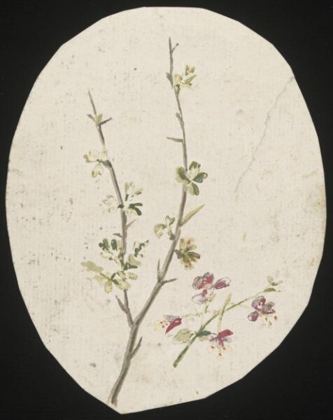 unknown, Drawing