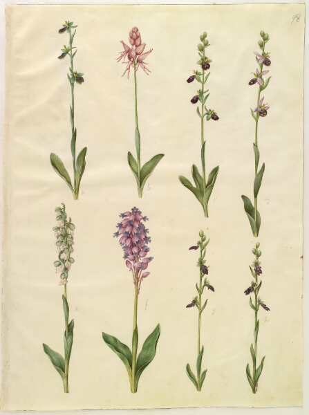 Hans Simon Holtzbecker, Ophrys apifera eller Ophrys sphegodes (bi-flueblomst eller tidlig flueblomst); "Orchis simia" (fantasiblomst); Ophrys apifera (bi-flueblomst); Orchis (gøgeurt); Orchis militaris (ridder-gøgeurt); Ophrys insectifera (almindelig flueblomst)