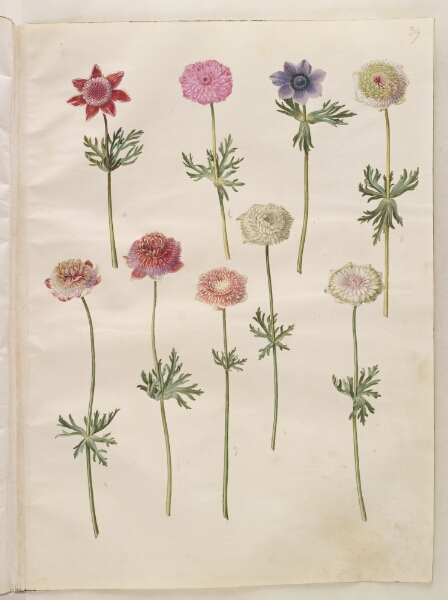 Hans Simon Holtzbecker, Anemone coronaria (fransk anemone)