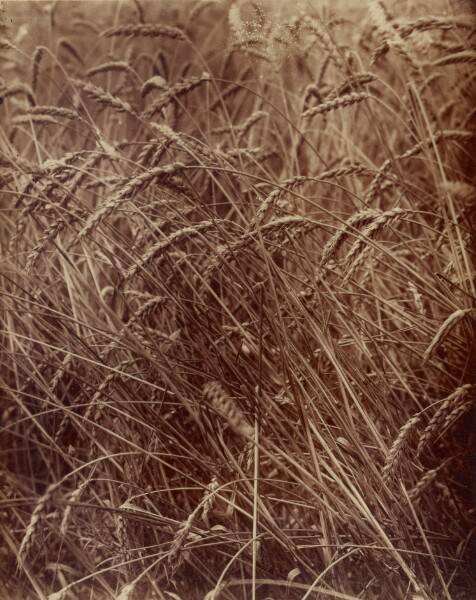 Eugène Atget, [Wheat]