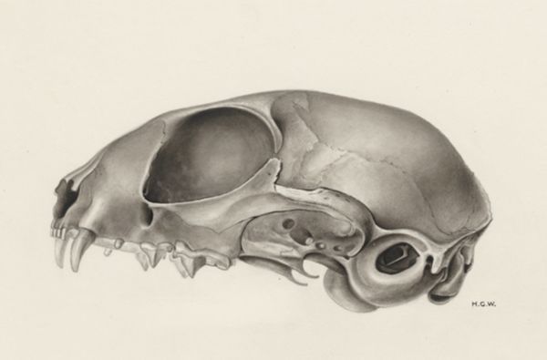 H.G Wetselaar, Skull of a feline
