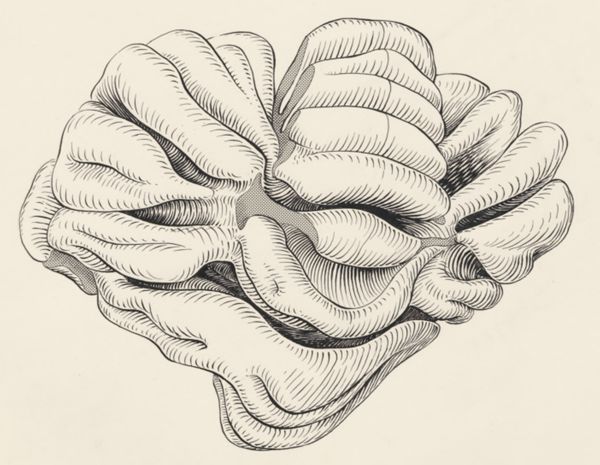 J Tinkelenberg, Part of the central nervous system of a lemur
