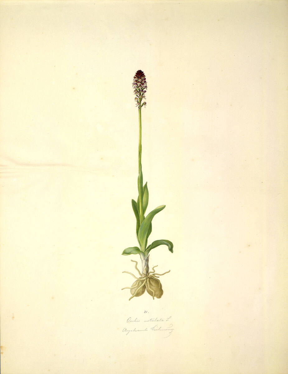 AugustRokert, Orchis ustulata L - Brand-Knabenkraut