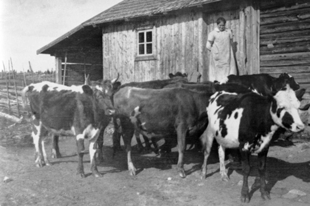 Anno Domkirkeodden, Meieriet på Nysetra, Øyungen i 1909. På trappa er meierske Gønner Olsen, kuer utenfor.