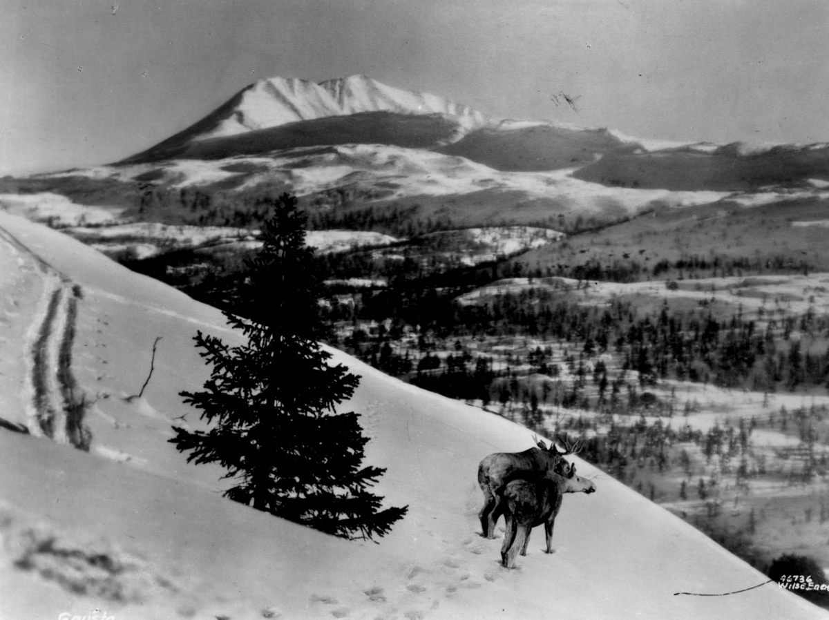 Anders Beer Wilse, Landskap ved Gaustatoppen med reinsdyr og skispor. Snødekte fjell.