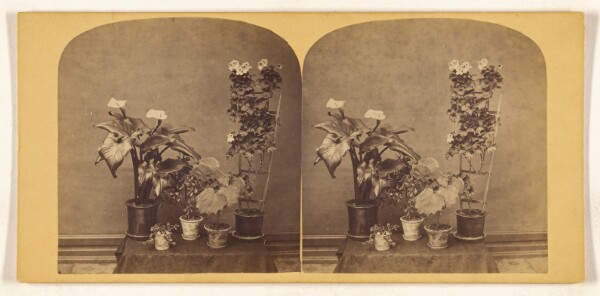 Unknown, [Potted plants]
