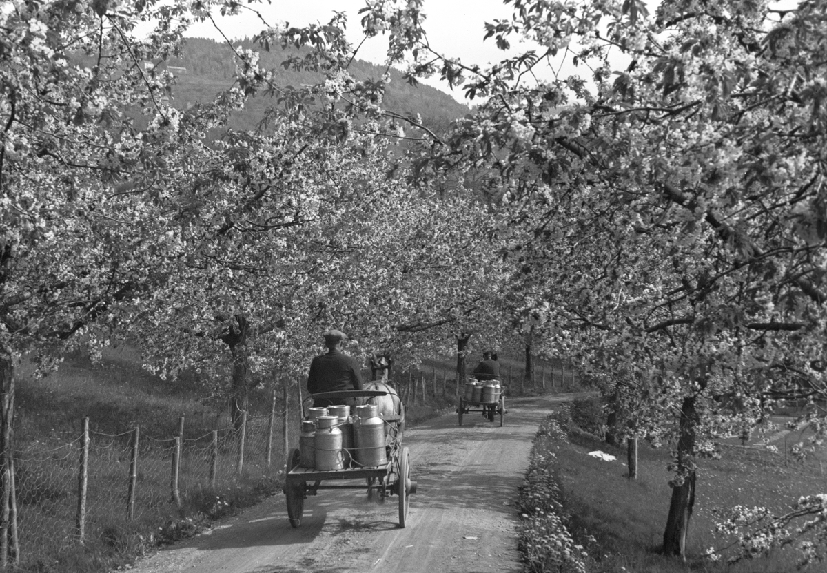 Anders Beer Wilse, Prot: Ulvik FrugtallÃª