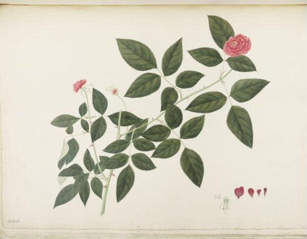 unknown, Flowers and Fruits