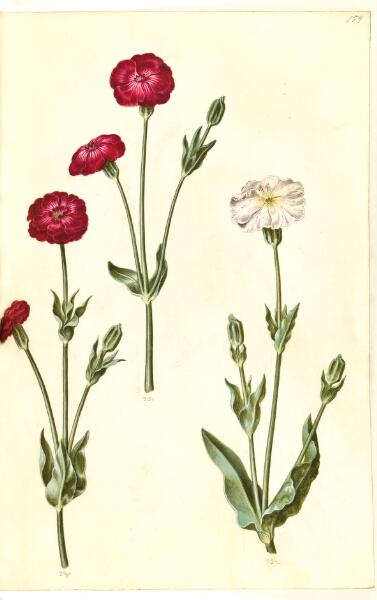 Hans Simon Holtzbecker, Silene coronaria (krone-limurt)