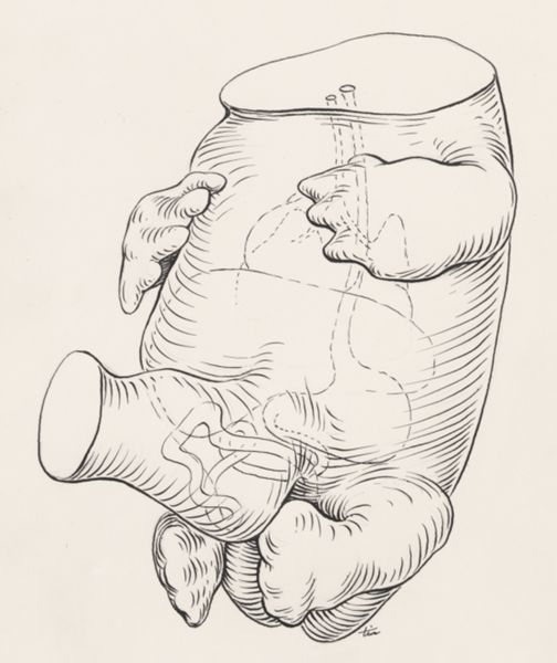 J Tinkelenberg, Torso of the human embryo