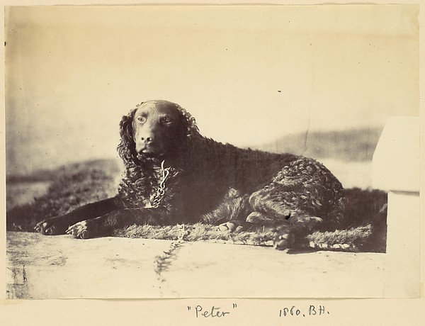 Alfred Capel Cure, "Peter"