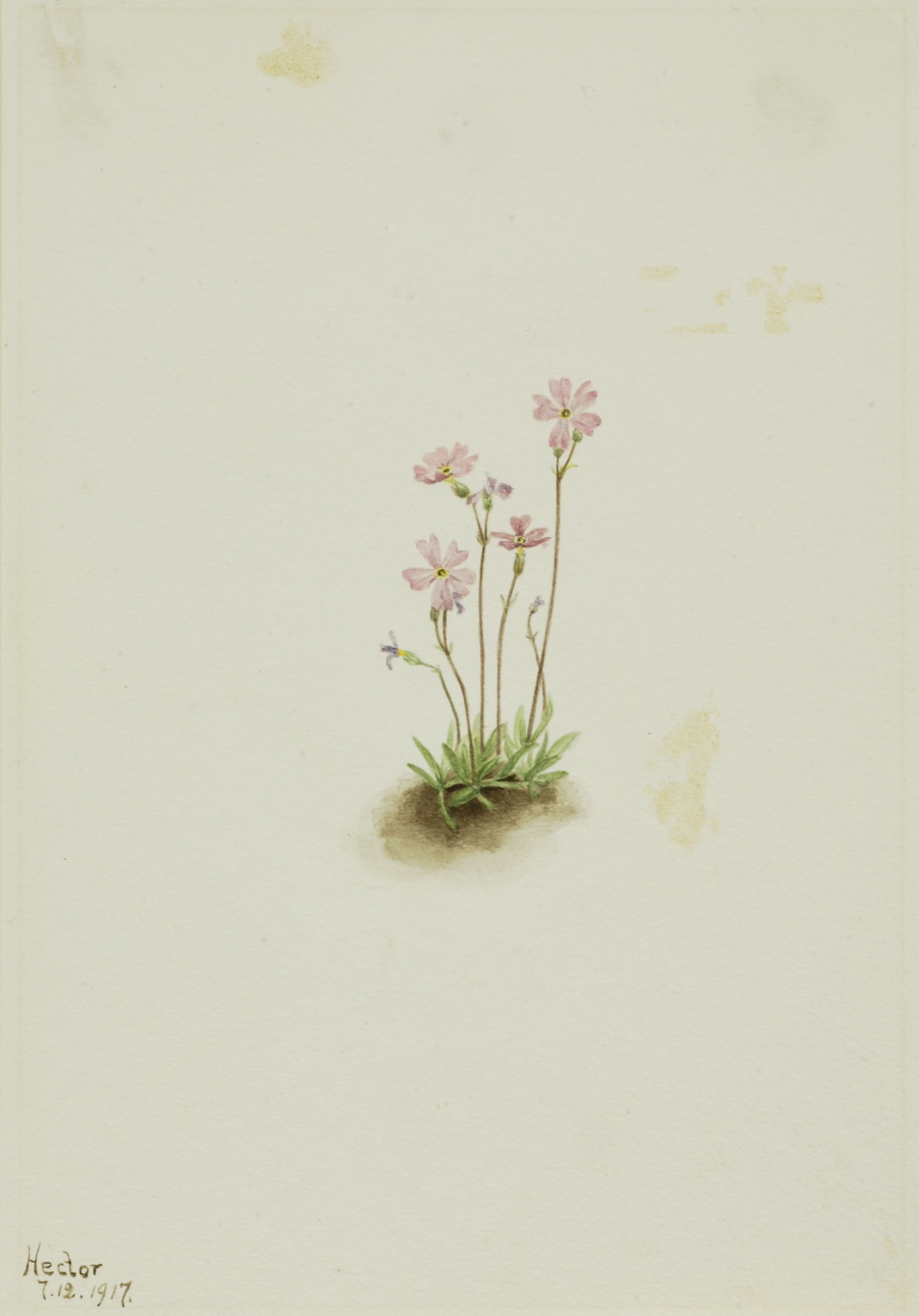 Mary Vaux Walcott, Alberta Primrose (Primula maccalliana)