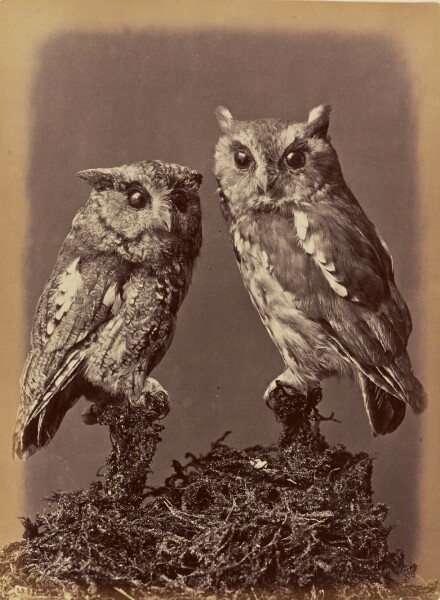 William Notman, Screech Owl, Mottled Owl. Red & Gray stages