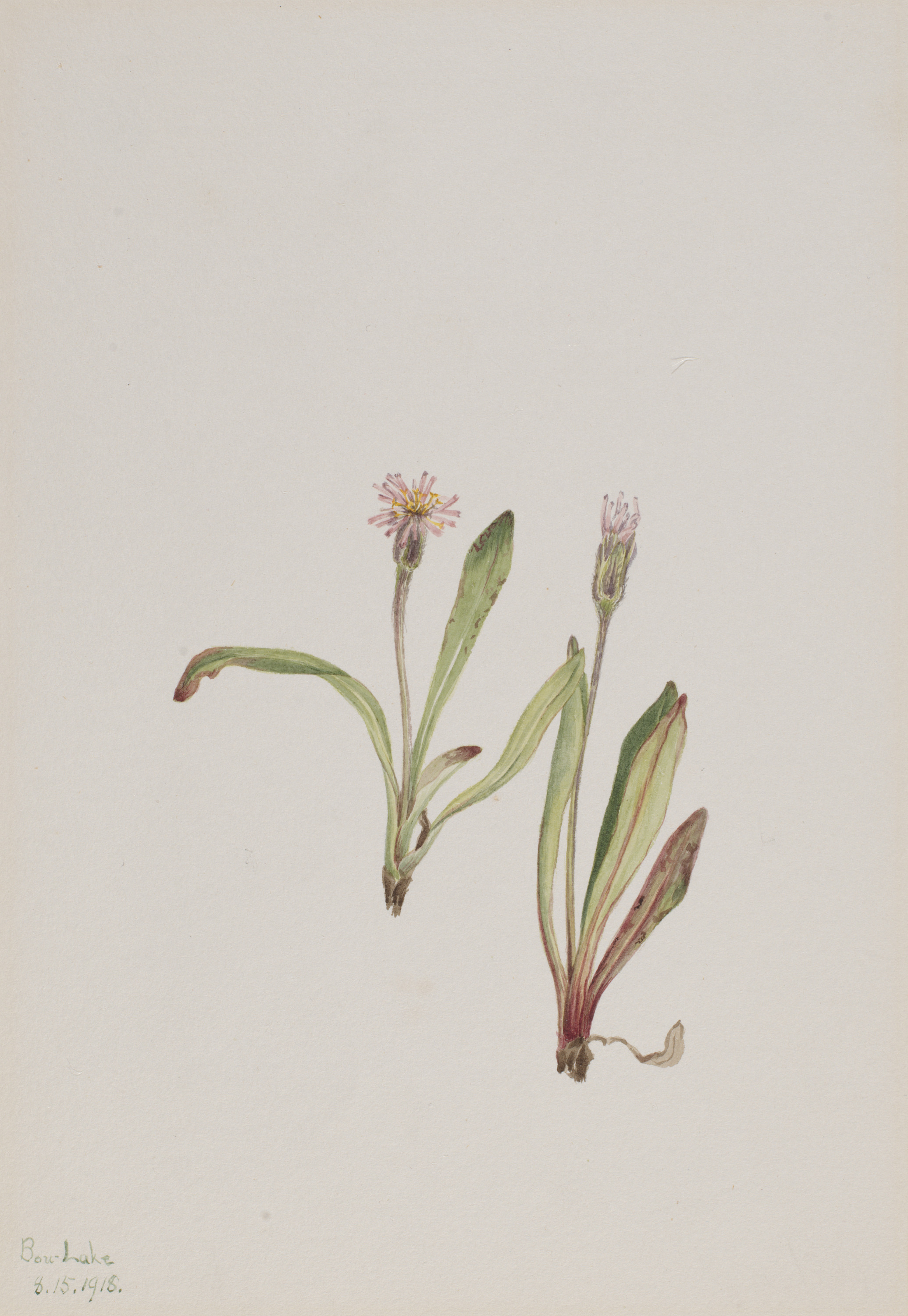Mary Vaux Walcott, False Dandelion (Agoseris carnea)