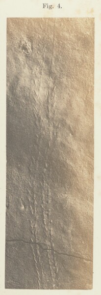 Unknown, Plate 41. Figure 4