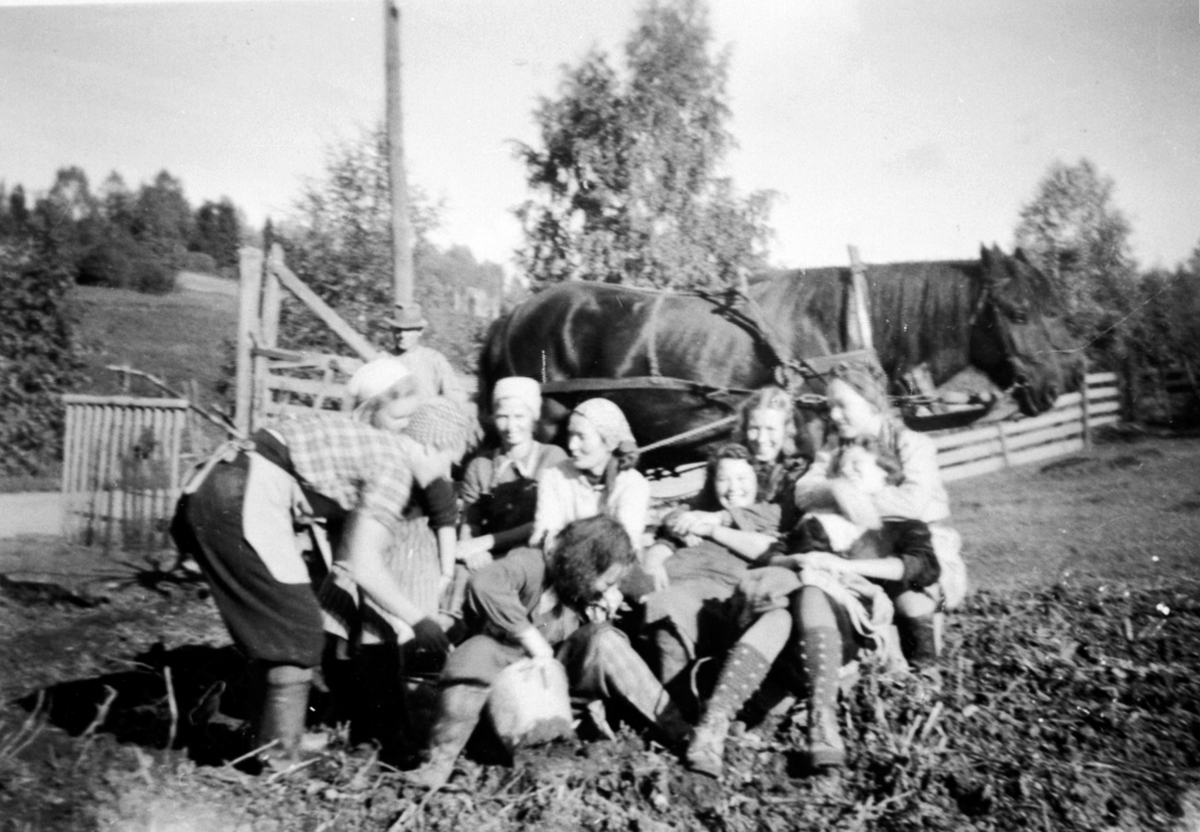 Anno Domkirkeodden, Potetonn på Kolstad østre, Ringsaker. Ni personer. Oslofolk på matauk under krigen.