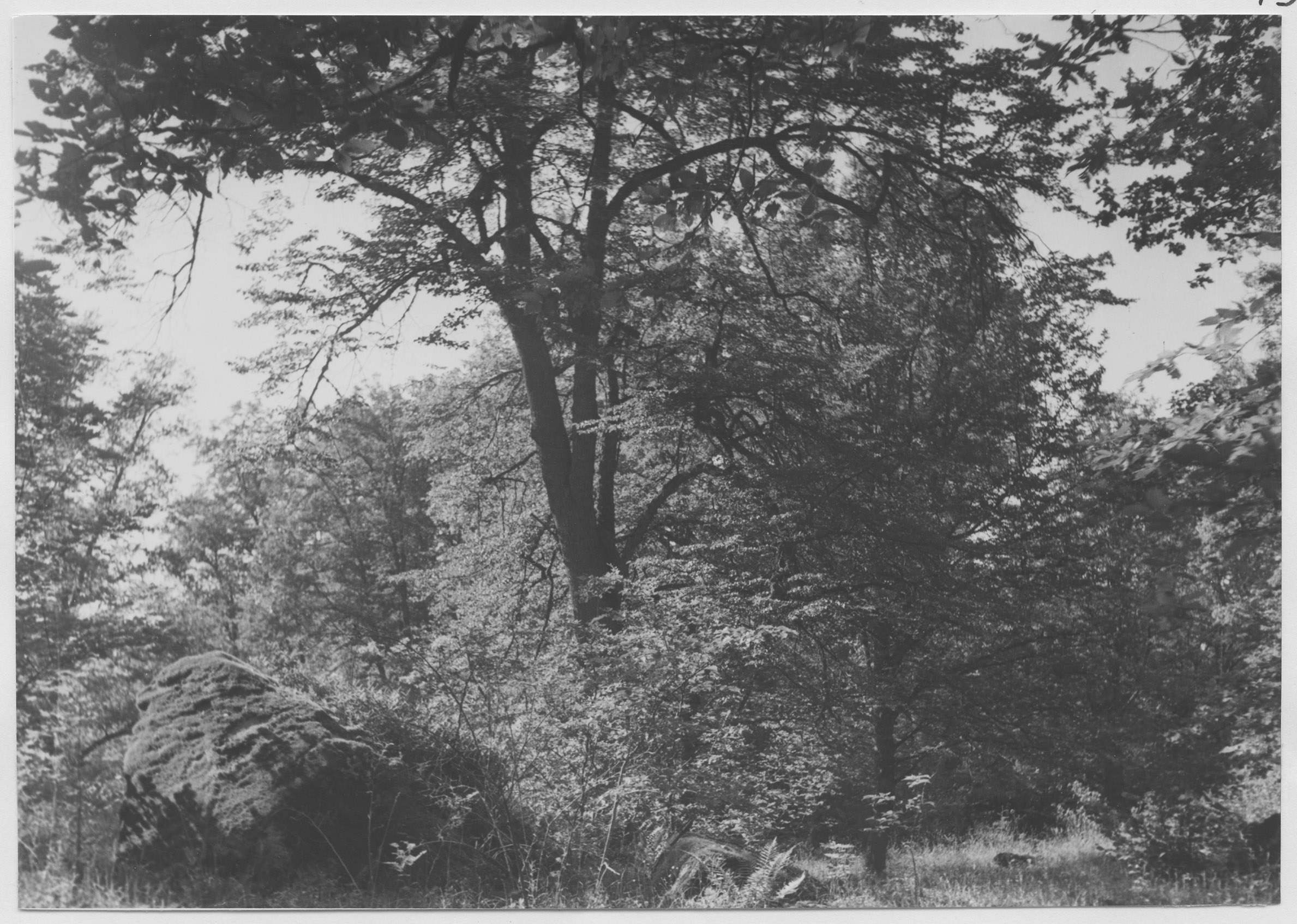 Mårten Sjöbeck, Hallkved, löväng