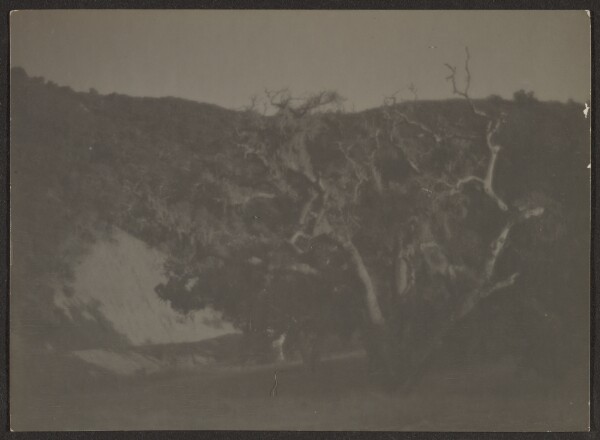 Louis Fleckenstein, [Landscape with Cypress Trees]