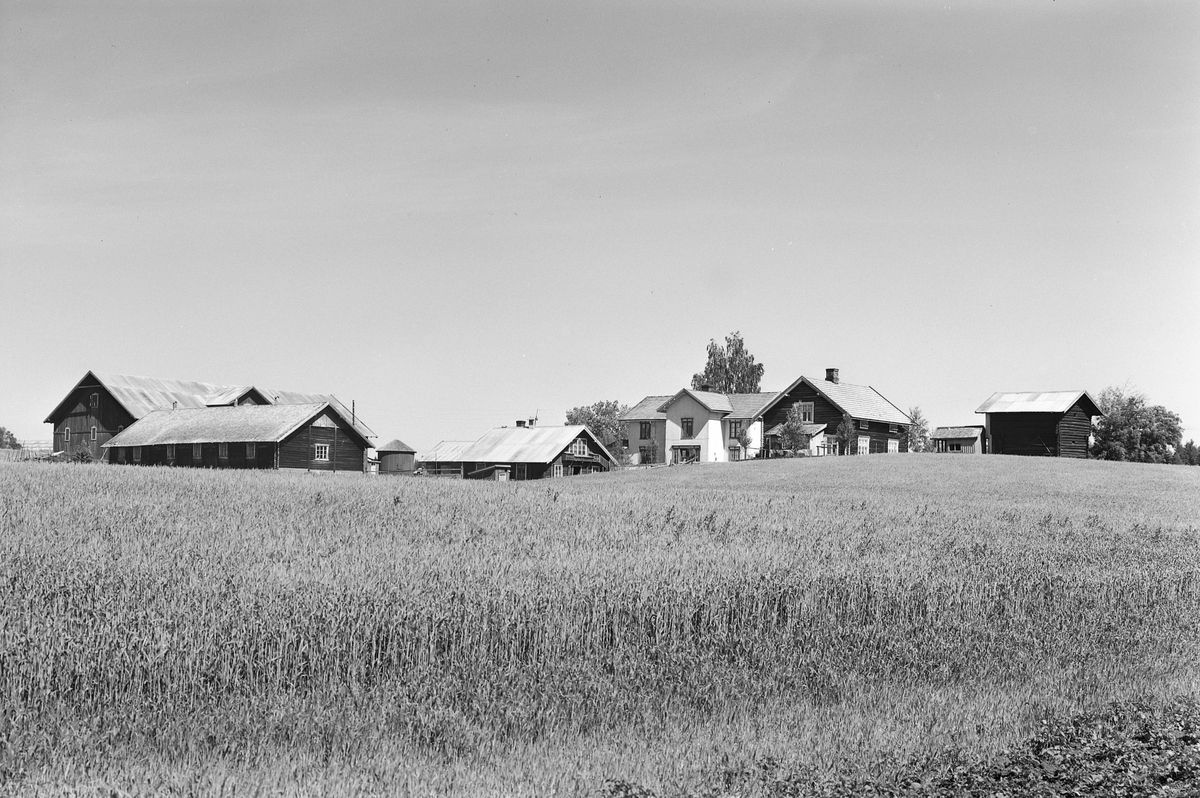 Anno Domkirkeodden, EKSTR: GARDSTUN, BJØRKE NORDRE. Se Løtenboka, bind 3. Bygdeboka fra 1955, side 235. (Bildet er ikke brukt i Løtenboka. )