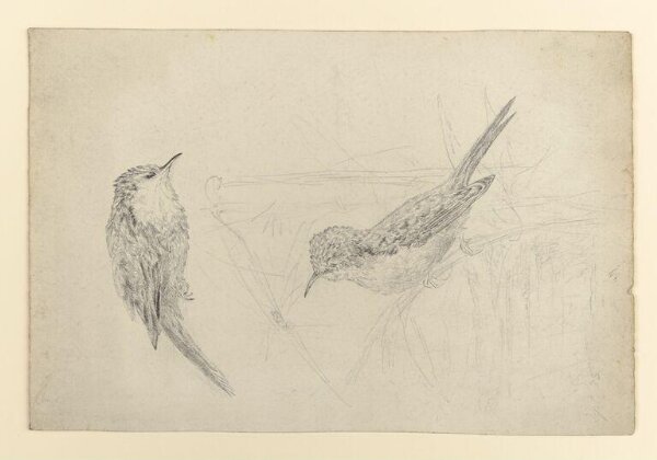 Potter, Beatrix, drawing