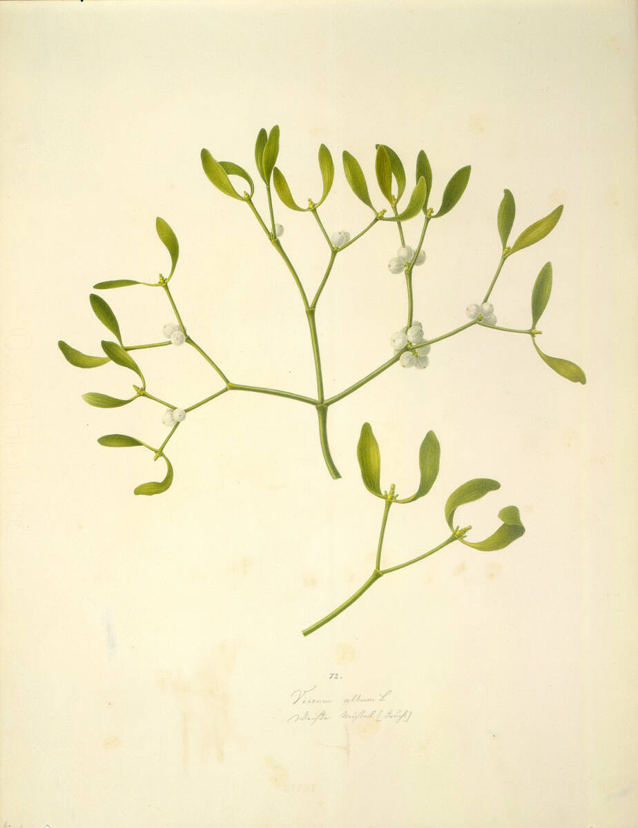 AugustRokert, Viscum album L - Weiße Mistel (Frucht)