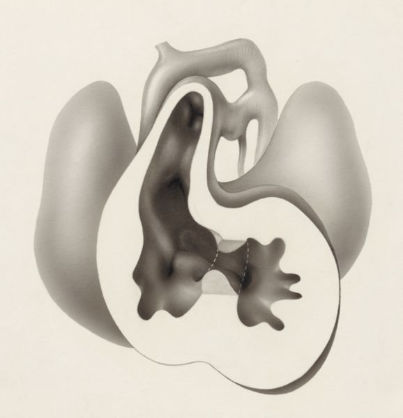 J Tinkelenberg, Embryonic heart