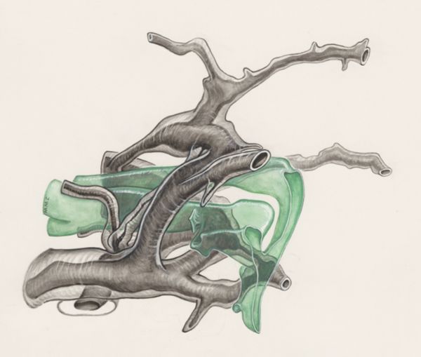 J Wetselaar-Whittaker, Embryonic tissue of a mouse