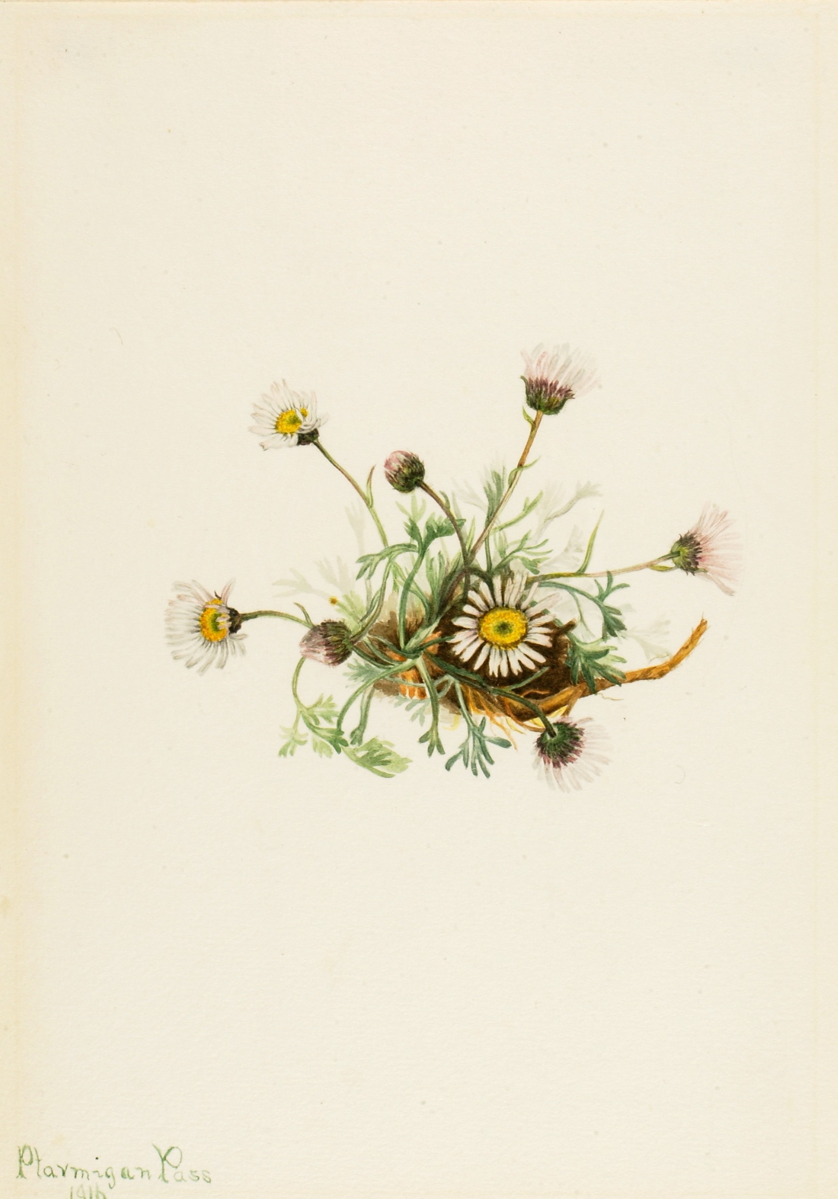Mary Vaux Walcott, Cut-Leaf Fleabane (Erigeron compositus)