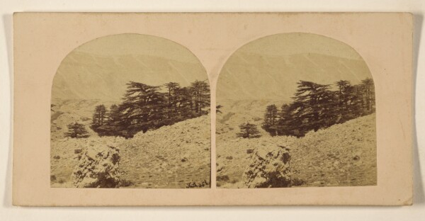 Francis Frith, The Cedars of Lebanon.