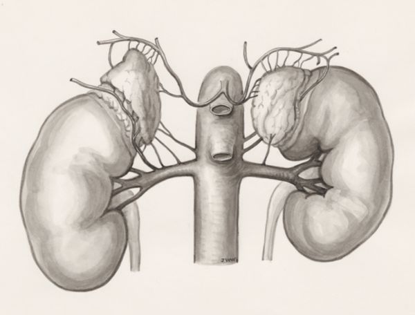 J Wetselaar-Whittaker, Kidneys and the adrenal glands