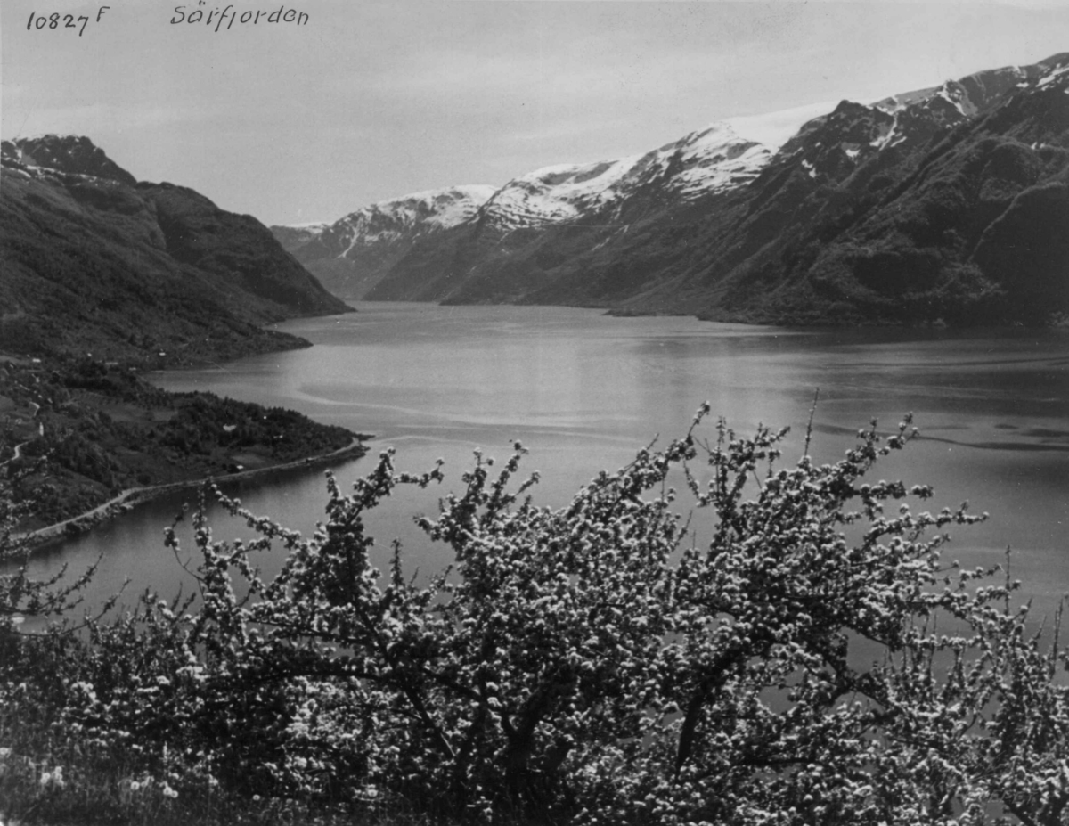 Anders Beer Wilse, Wilse original,Landskap, Fruktblomstring