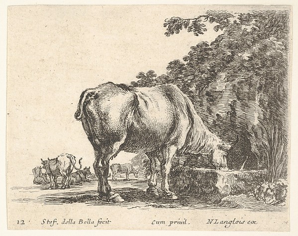 Stefano della Bella, Plate 12: a cow drinking from a stone trough, other cows to left in background, from "Diversi Capricci"