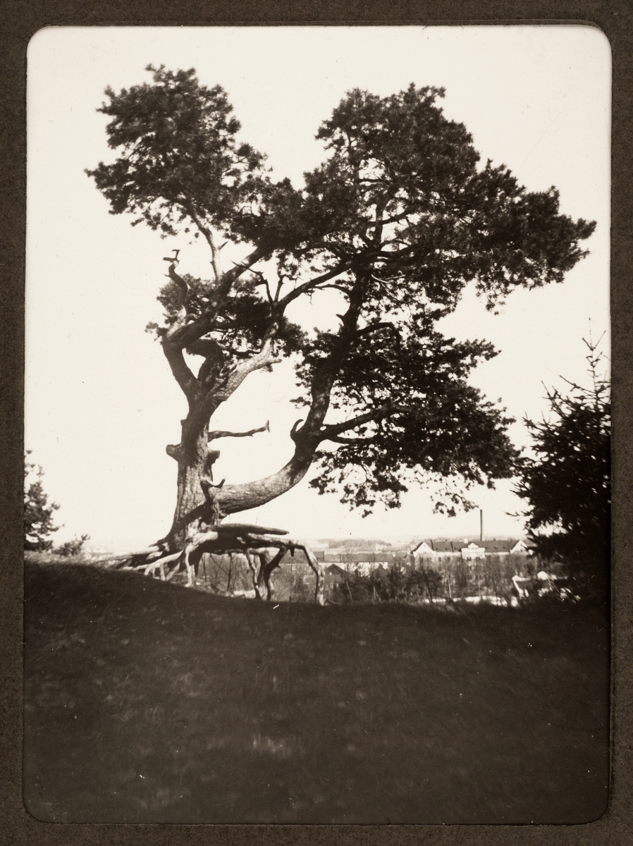 August Fredrik Schagerström, "Upsala. Tall ofvanför sjukhuset vid vägen genom åsen", Slottsbacken, Uppsala 1928