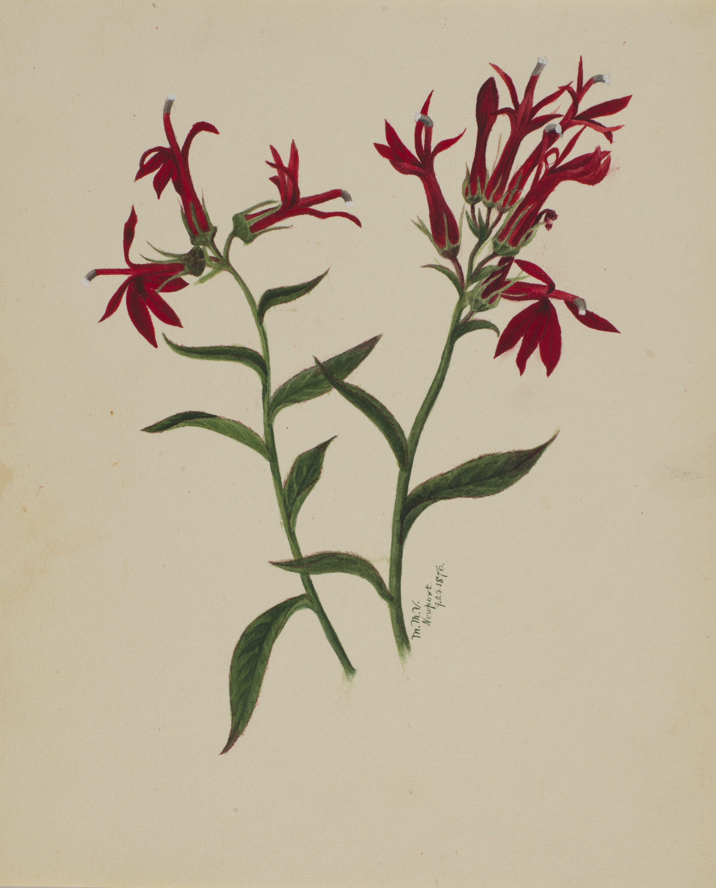 Mary Vaux Walcott, (Untitled--Flower Study)