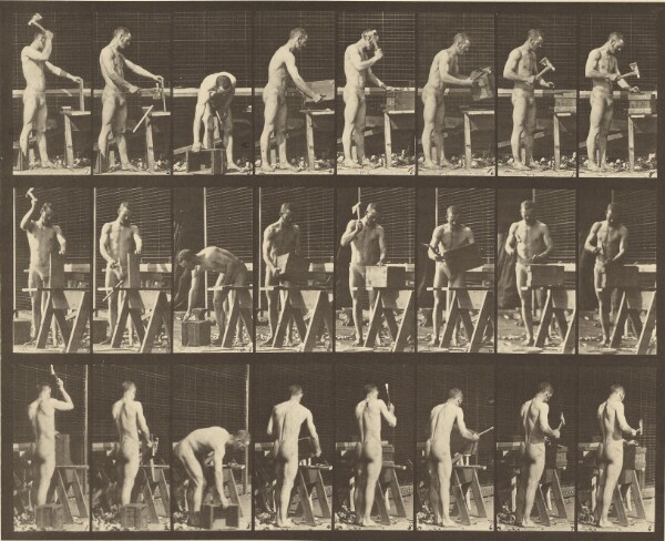 Eadweard J. Muybridge, Animal Locomotion